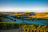 Weinberge mit bereiften Feldern und Berglandschaft bei Sonnenaufgang, Dogliani, Piemont, Italien
