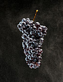 High Angle View of Bunch of Barbera Grapes with Moisture on Black Background