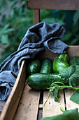 Frisch geerntete Gurken (Cucumis sativus) mit Blattgrün in einer Holzkiste