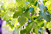Unripe grapes on a vine in spring