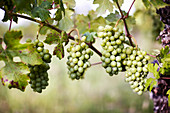 Grapes ripening on a vine