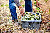 Sauvignon Blanc grapes being harvested