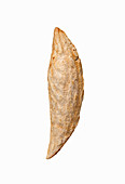 Almond from Samangan and Balkh, Afghanistan
