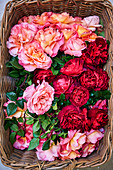 Pink and red roses in basket