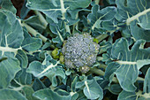 Broccoli in a field