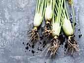 Four fennel tubers with roots and soil