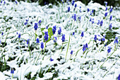 Traubenhyazinthen im Freien unter Schnee