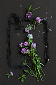 Wiesen-Kleeblüten (Trifolium pratense) mit schwarzem Wollgarn als Rahmen, auf schwarzem Schiefer