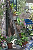 Basket boxes with vegetables and balcony flowers hung on old wooden ladder