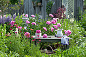 Holzbank im Beet neben Paeonia lactiflora 'Glory Hallelujah'