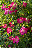 Rosa gallica 'Scharlachglut' (Historic Shrub Rose)