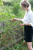 Frau pflückt Ribes uva-crispa ( Stachelbeeren ) am Zaun