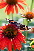 Admiral Butterfly (Vanessa atalanta) on blossom of Echinacea