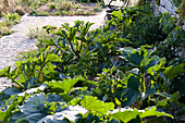 Vegetable bed with Cucurbita 'Diamant F1' hybrid (Zucchini)