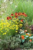 Red - yellow perennial border with coneflower