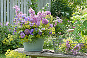 Delphinium Rustic Bouquet (Delphinium), Alchemilla (Lady's Mantle)