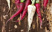 Radishes with soil on a wooden surface