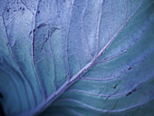 A red cabbage leaf (close detail)