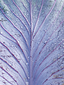 A red cabbage leaf with drops of water
