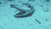 Sunken anchor on the seabed