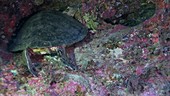 Sleeping sea turtle