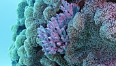 Purple sponge amongst soft corals
