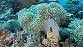 Toadstool coral