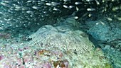 Tasseled wobbegong resting in a cave