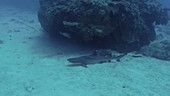 Resting whitetip reef shark