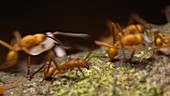 Army ant workers and soldiers