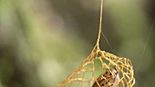 False burnet moth cocoon