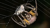 Spider wrapping its prey