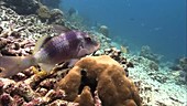 Two-barred goatfish