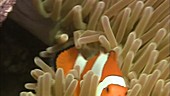 False clown anemonefish