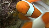 False clown anemonefish spawning