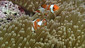 False clown anemonefish