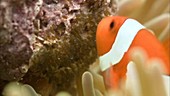 False clown anemonefish with eggs