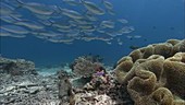 Reef fish swimming over corals