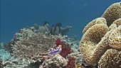 Sea squirt and corals on a reef