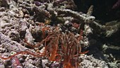 Crinoid on a coral reef