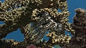 Crinoid on a coral reef