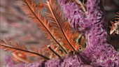 Crinoid on a coral reef