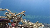 Corals and schooling reef fish