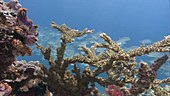 Corals and schooling jackfish