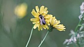 Bee on hawkbit flowers