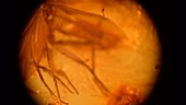 Snipe fly fossilised in amber