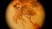 Snipe fly fossilised in amber