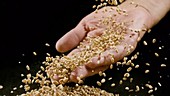 Wheat falling onto hand, slow motion