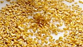 Corn kernels falling, slow motion