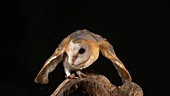 Barn owl on tree stump